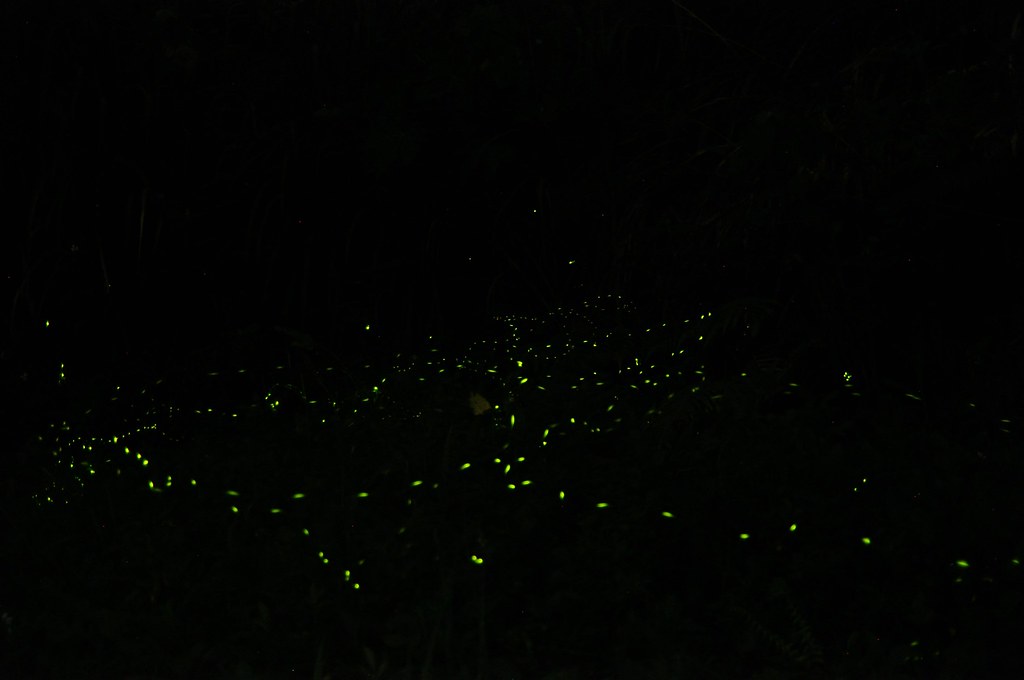 三峽私人景點拍螢火蟲