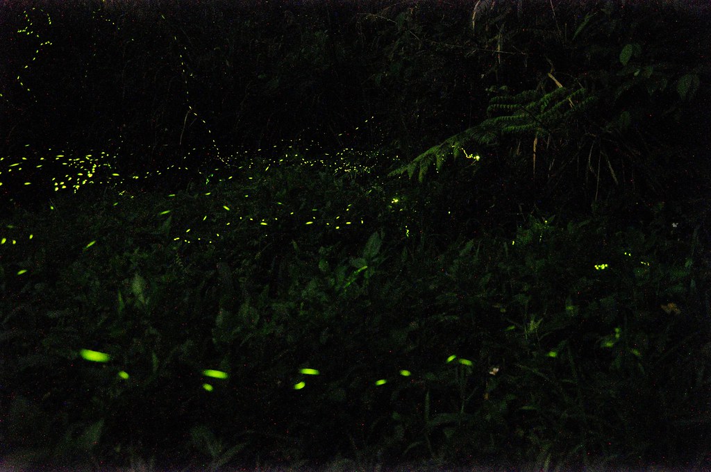 三峽私人景點拍螢火蟲