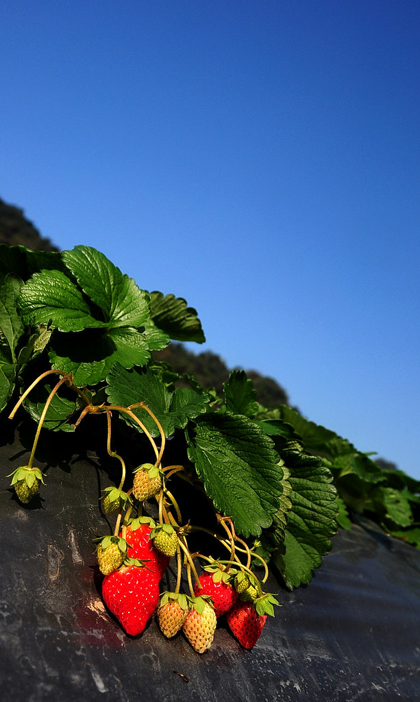 苗栗大湖採草莓