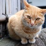 [08夏-日本] 江之島(江ノ島)，好多的貓！