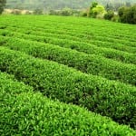 茶裏王北茶之旅 - 三水茗園瞭解種茶採茶