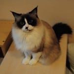 [東京‧秋葉原] 保證15匹肉貓的 ねこ・JaLaLa
