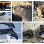 能摸到可愛動物水豚、看海豚秀、還能駕駛電車的大阪 Misaki 公園